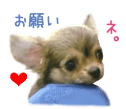 Real DOG Chihuahua -ANZU- sticker #14246550