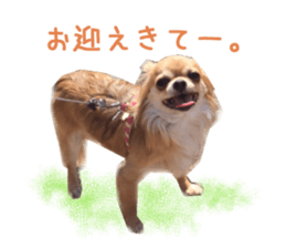 Real DOG Chihuahua -ANZU- sticker #14246551