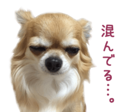 Real DOG Chihuahua -ANZU- sticker #14246552