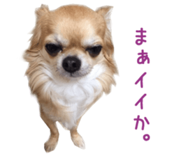 Real DOG Chihuahua -ANZU- sticker #14246553