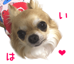 Real DOG Chihuahua -ANZU- sticker #14246554