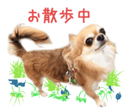 Real DOG Chihuahua -ANZU- sticker #14246555