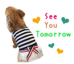 Real DOG Chihuahua -ANZU- sticker #14246556