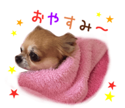Real DOG Chihuahua -ANZU- sticker #14246557