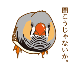 Daily Zebra Finch! sticker #14247711