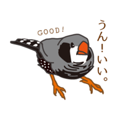 Daily Zebra Finch! sticker #14247737