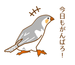 Daily Zebra Finch! sticker #14247738