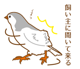 Daily Zebra Finch! sticker #14247739