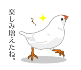 Daily Zebra Finch! sticker #14247746