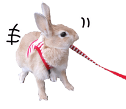 UTAN PET sticker #14248641