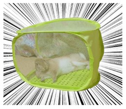 UTAN PET sticker #14248644