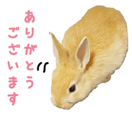 UTAN PET sticker #14248645