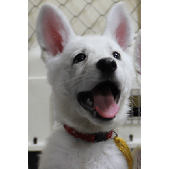 THE White Shepherd Dog! No,6 (P)