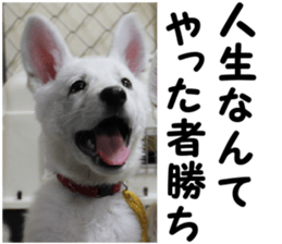THE White Shepherd Dog! No,6 (P) sticker #14250262