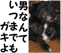 THE White Shepherd Dog! No,6 (P) sticker #14250265