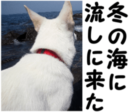 THE White Shepherd Dog! No,6 (P) sticker #14250266