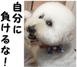 THE White Shepherd Dog! No,6 (P) sticker #14250269