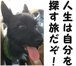 THE White Shepherd Dog! No,6 (P) sticker #14250272