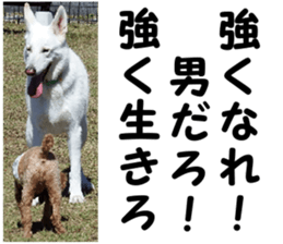 THE White Shepherd Dog! No,6 (P) sticker #14250273