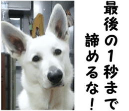 THE White Shepherd Dog! No,6 (P) sticker #14250276