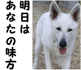 THE White Shepherd Dog! No,6 (P) sticker #14250277