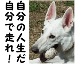 THE White Shepherd Dog! No,6 (P) sticker #14250278