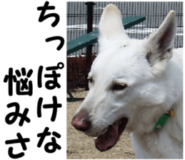 THE White Shepherd Dog! No,6 (P) sticker #14250281