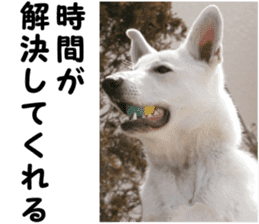 THE White Shepherd Dog! No,6 (P) sticker #14250283