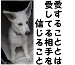 THE White Shepherd Dog! No,6 (P) sticker #14250284