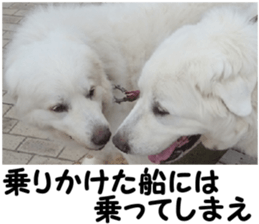 THE White Shepherd Dog! No,6 (P) sticker #14250285