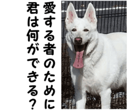 THE White Shepherd Dog! No,6 (P) sticker #14250286