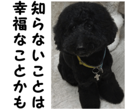 THE White Shepherd Dog! No,6 (P) sticker #14250290