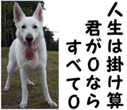 THE White Shepherd Dog! No,6 (P) sticker #14250291