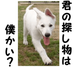 THE White Shepherd Dog! No,6 (P) sticker #14250296