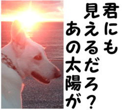 THE White Shepherd Dog! No,6 (P) sticker #14250300