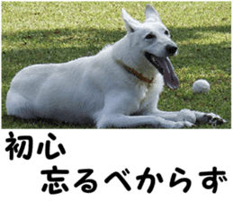 THE White Shepherd Dog! No,6 (P) sticker #14250301