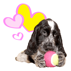 English Cocker Spaniel "NEIL" likes FUN!