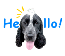 English Cocker Spaniel "NEIL" likes FUN! sticker #14251982