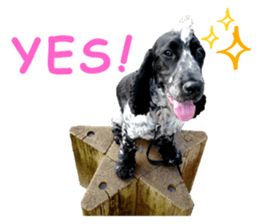 English Cocker Spaniel "NEIL" likes FUN! sticker #14251983