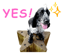 English Cocker Spaniel "NEIL" likes FUN! sticker #14251983