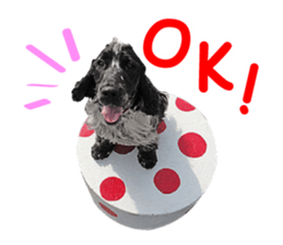 English Cocker Spaniel "NEIL" likes FUN! sticker #14251985