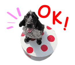 English Cocker Spaniel "NEIL" likes FUN! sticker #14251985