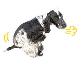 English Cocker Spaniel "NEIL" likes FUN! sticker #14251986