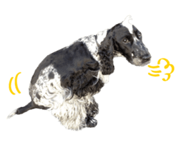 English Cocker Spaniel "NEIL" likes FUN! sticker #14251986