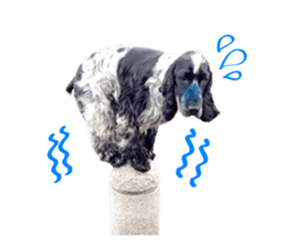 English Cocker Spaniel "NEIL" likes FUN! sticker #14251987