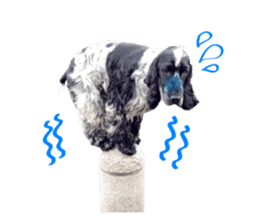 English Cocker Spaniel "NEIL" likes FUN! sticker #14251987