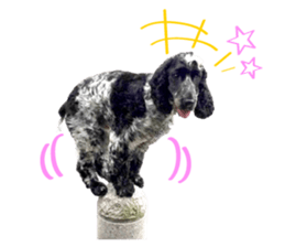 English Cocker Spaniel "NEIL" likes FUN! sticker #14251988