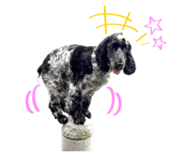 English Cocker Spaniel "NEIL" likes FUN! sticker #14251988