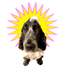 English Cocker Spaniel "NEIL" likes FUN! sticker #14251989