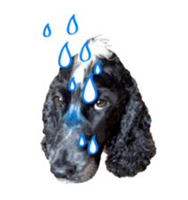 English Cocker Spaniel "NEIL" likes FUN! sticker #14251990